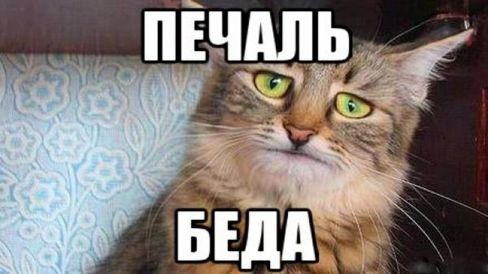 Фото статьи